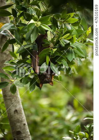 Flying Fox Bat 47610169