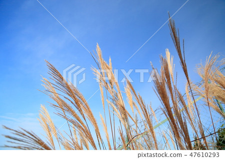 Susuki Hanabo Susuki Hanabo 47610293