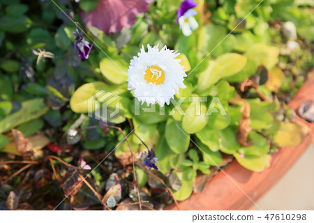 Daisy's flower Daisy's flower 47610298