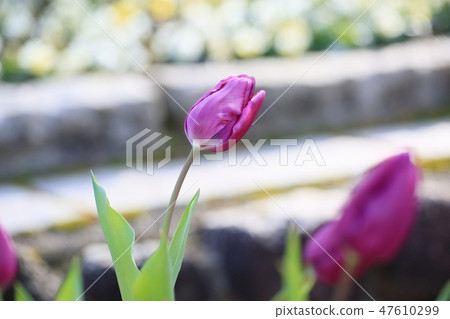 Tulip flower 47610299