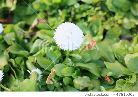 Daisy's flower Daisy's flower 47610302