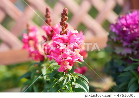 Fragrance of goldfish Fragrance of goldfish 47610303