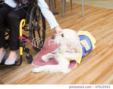 Materials supervised by the Japan Universal Manor Association Business Woman on a wheelchair and a helper dog 47610563