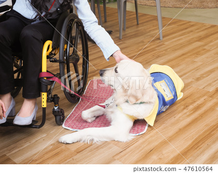 Materials supervised by the Japan Universal Manor Association Business Woman on a wheelchair and a helper dog 47610564