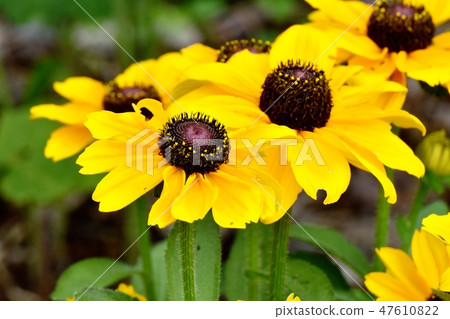 開花在三鷹中原的黃色Rudobekia花 47610822