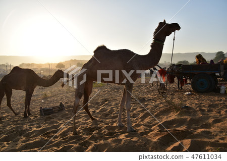 An Indian woman living in a homely crowd with a group of camels gathering in the Pushkar desert in India and a beautiful asahi dolly 47611034
