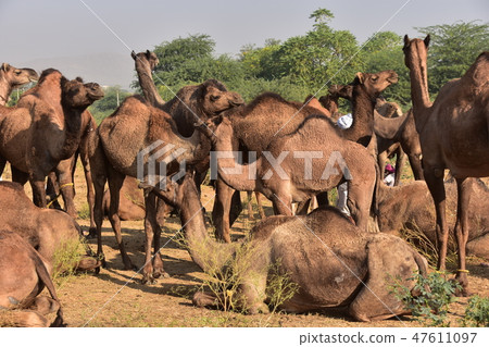 A group of camels gathering in the Pushkar desert in India A cute camel baby living with adults living A group of camels gathering in the Pushkar desert in India A cute camel baby living with adults living 47611097