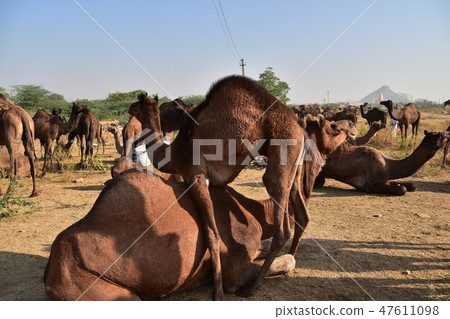 A group of camels gathering in the Pushkar desert in India A cute camel baby living with adults living A group of camels gathering in the Pushkar desert in India A cute camel baby living with adults living 47611098