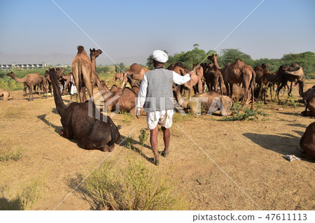 A group of camels gathered in the Pushkar desert of Rajasthan Province, India Camel using men taking care of camels 47611113