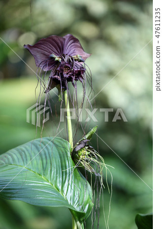 Takka Shantreieri 47611235