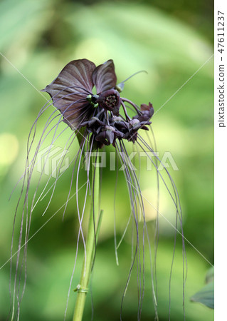 Takka Shantreieri 47611237