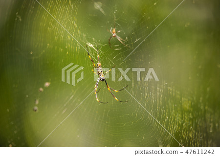 Golden Orb Spider. 47611242