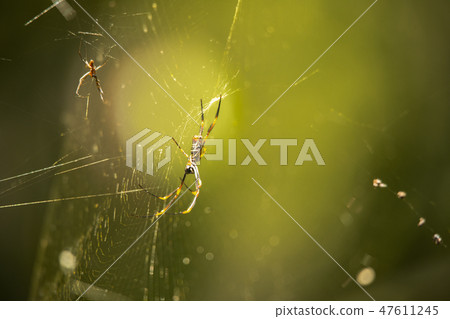 Golden Orb Spider. 47611245