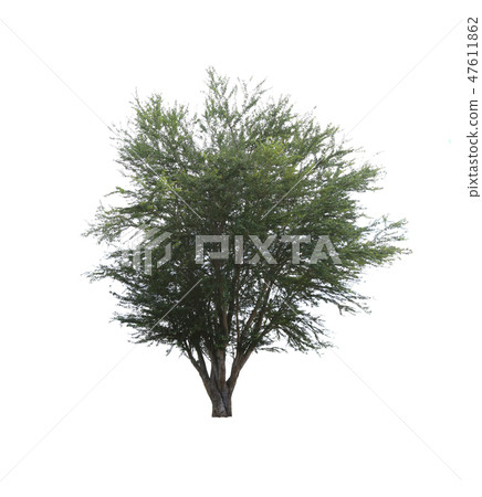 Green tropical tree. 47611862
