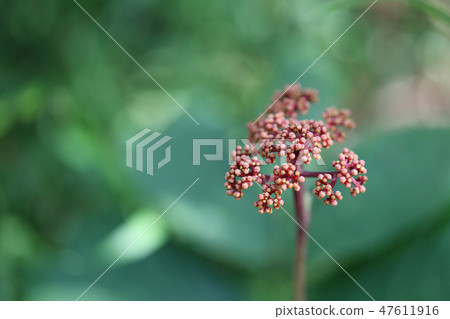 laurustinus flower of angelica not yet bloom in the rainforest. 47611916