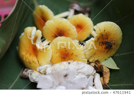 Fresh Yellow Amanita virosa of mushroom to can eat on green leaf. Fresh Yellow Amanita virosa of mushroom to can eat on green leaf. 47611941