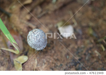 Fresh black death cap of poisonous mushroom on ground. Fresh black death cap of poisonous mushroom on ground. 47611949