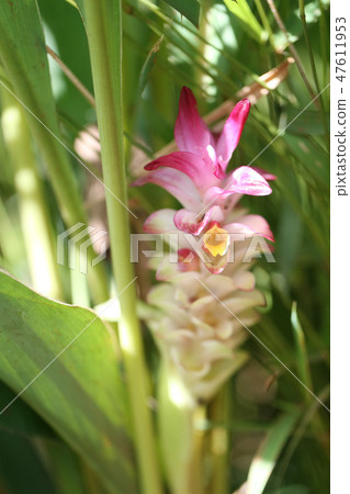 Krachai flower or Curcuma sparganifolia Gagnep bloom in the Rainforest. Krachai flower or Curcuma sparganifolia Gagnep bloom in the Rainforest. 47611953