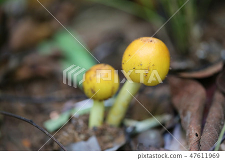 Fresh Yellow Amanita virosa of mushroom to can eat on ground. Fresh Yellow Amanita virosa of mushroom to can eat on ground. 47611969