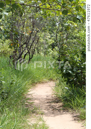 Rural Road to the forest with trees. Rural Road to the forest with trees. 47611972