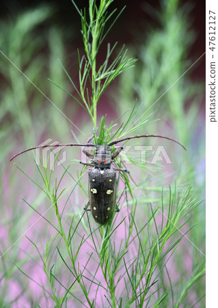 Batocera or Dorysthenes (Lophosternus)bugueti Guerin of Tropical insects. 47612127