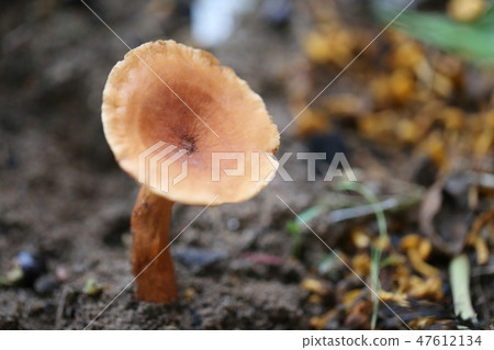 Fresh death of brown poisonous mushroom on ground. 47612134