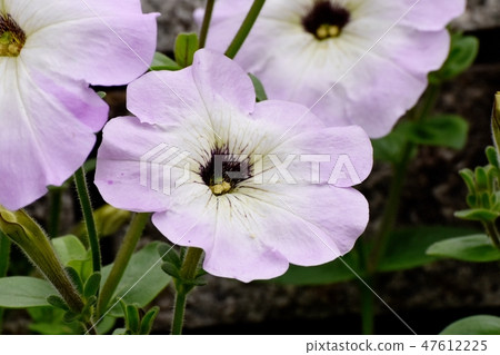 開花在Mitaka Nakahara的稀薄的桃紅色喇叭花花 47612225