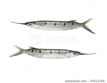 Tropics freshness Needlefish isolated on white background. 47612389