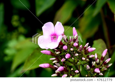 A thin pink osloi burner blooming in Mitaka Nakahara 47612779