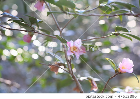 山茶花花角店 47612890