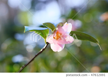 山茶花花角店 47612891