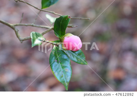 山茶花西Ny 山茶花西Ny 47612892