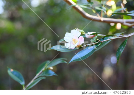 Camellia flower Showa Akusuke 47612893