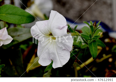 開花在Mitaka Nakahara的稀薄的桃紅色喇叭花花 47612991
