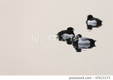 A sparrow A sparrow 47613173