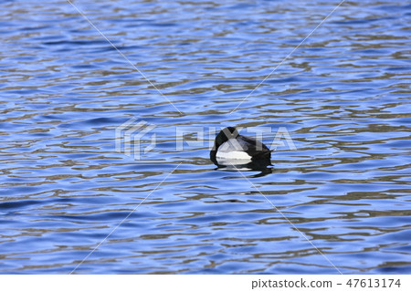 A sparrow 47613174