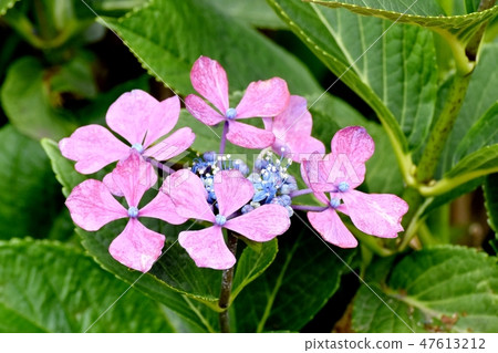 Pink flower blooming in Mitaka Nakahara Hydrangea flower 47613212