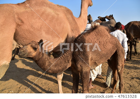 A group of camels gathering in the Pushkar Desert of Rajasthan Province, India Cute camel baby A group of camels gathering in the Pushkar Desert of Rajasthan Province, India Cute camel baby 47613328