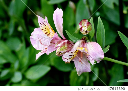 開花在三鷹中原的桃紅色德國錐腳形酒杯 47613890