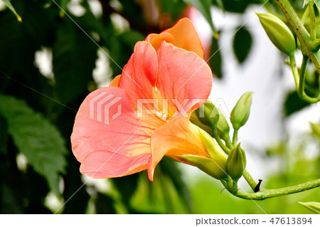 開花在三鷹中原的橙色新星Kazura花 開花在三鷹中原的橙色新星Kazura花 47613894