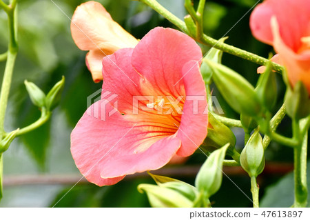 開花在三鷹中原的橙色新星Kazura花 開花在三鷹中原的橙色新星Kazura花 47613897