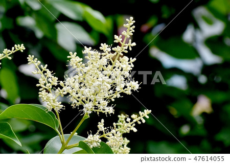White Murmurs' Flower Blooming in Mitaka Nakahara 47614055