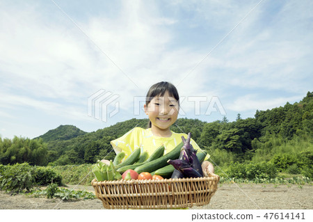 夏季蔬菜收穫圖像兒童 47614141