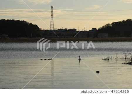 與天鵝的風景 與天鵝的風景 47614216