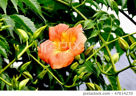 橙色豌豆涼亭開花的花在三鷹中原 橙色豌豆涼亭開花的花在三鷹中原 47614270