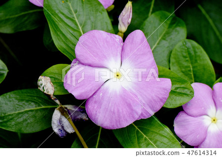 Light purple colorful blooming in Mitaka Nakahara Light purple colorful blooming in Mitaka Nakahara 47614314