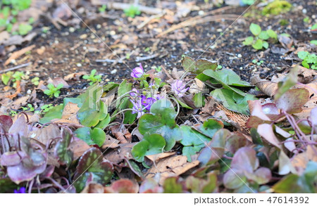 Flower of Famous Plants Flower of Famous Plants 47614392