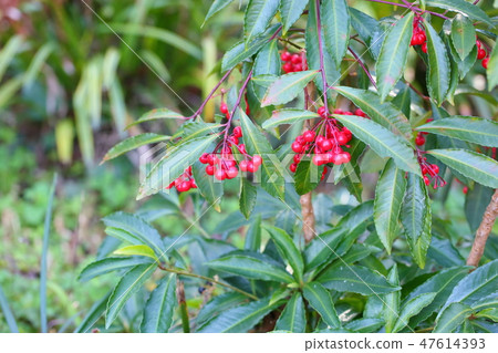 Manryo fruit Manryo fruit 47614393