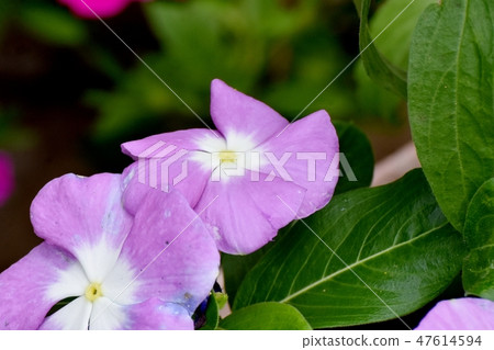 淺紫色五顏六色開花在三鷹中原 淺紫色五顏六色開花在三鷹中原 47614594