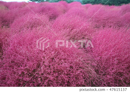 Kokia 'Fall' 47615137